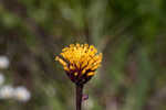 Chapman's crownbeard